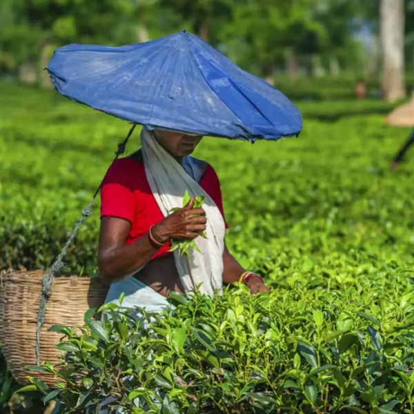 Assam