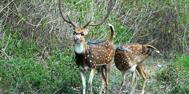 Bandipur National Park