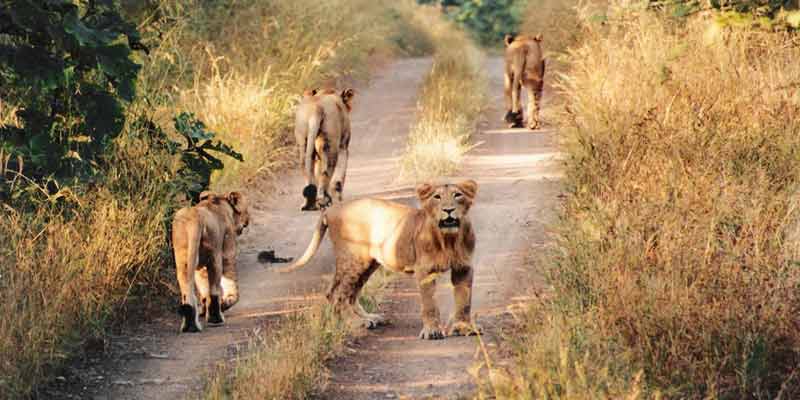 Gir National Park