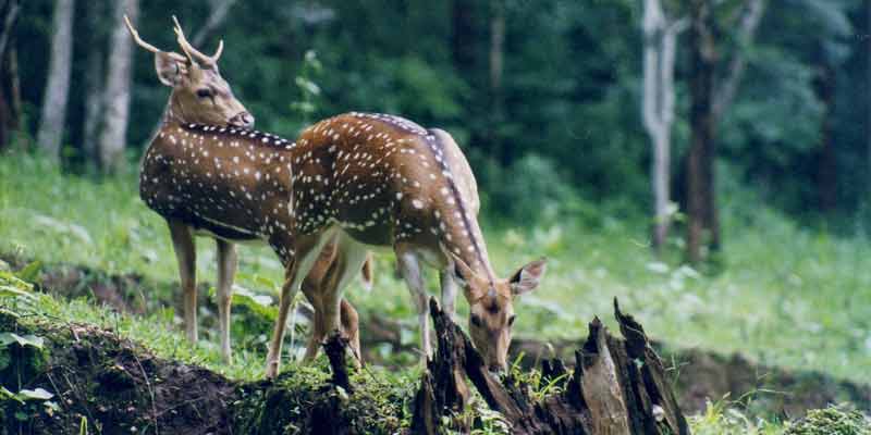 Wildlife Sanctuaries